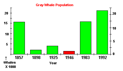 Whale Population Chart