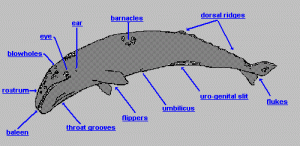 Parts of a Whale